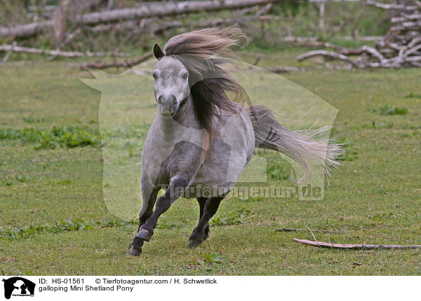 galloping Mini Shetland Pony / HS-01561