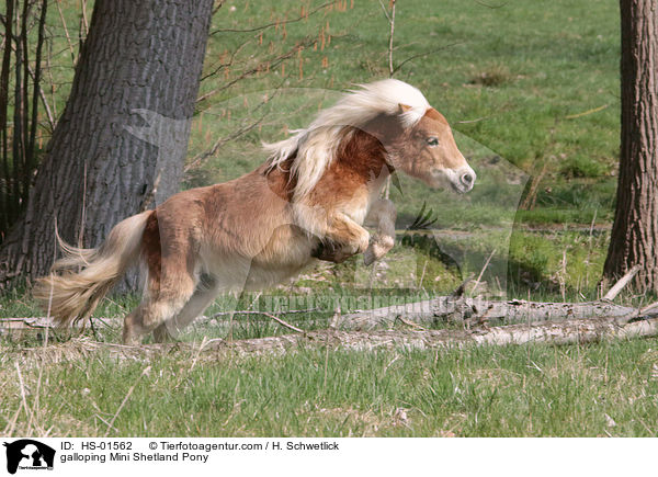 galloping Mini Shetland Pony / HS-01562