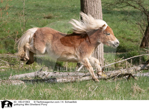 galloping Mini Shetland Pony / HS-01563