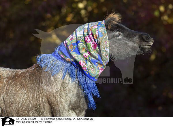Mini Shetland Pony Portrait / ALK-01225