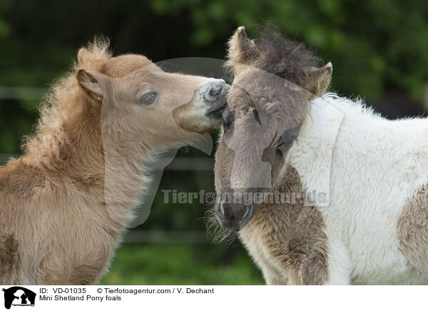 Mini Shetland Pony foals / VD-01035