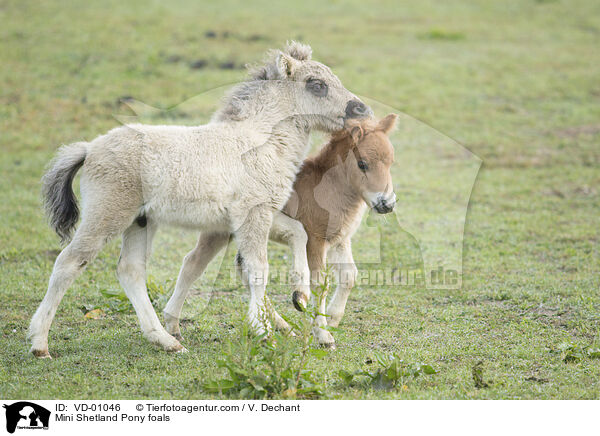 Mini Shetland Pony foals / VD-01046