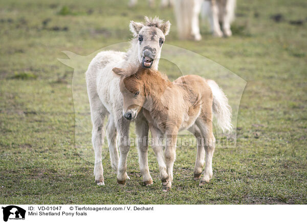 Mini Shetlandpony Fohlen / Mini Shetland Pony foals / VD-01047