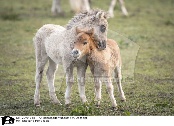 Mini Shetlandpony Fohlen / Mini Shetland Pony foals / VD-01048