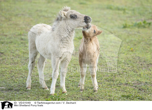 Mini Shetlandpony Fohlen / Mini Shetland Pony foals / VD-01049