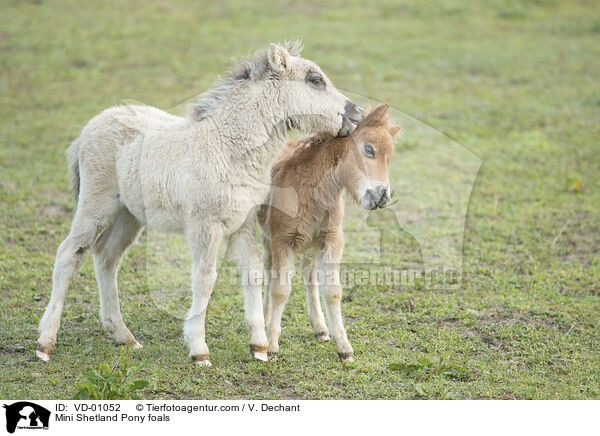 Mini Shetland Pony foals / VD-01052