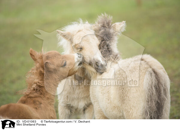 Mini Shetland Ponies / VD-01063