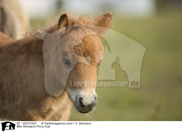 Mini Shetland Pony foal / VD-01067
