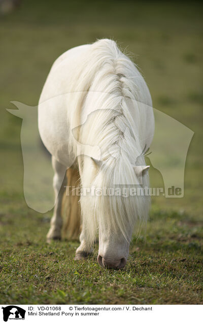Mini Shetland Pony in summer / VD-01068