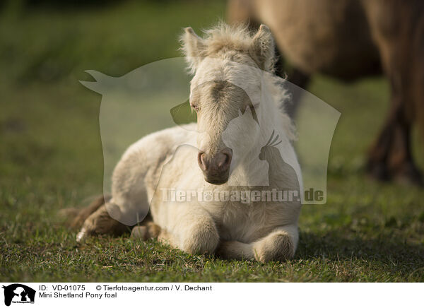Mini Shetland Pony foal / VD-01075