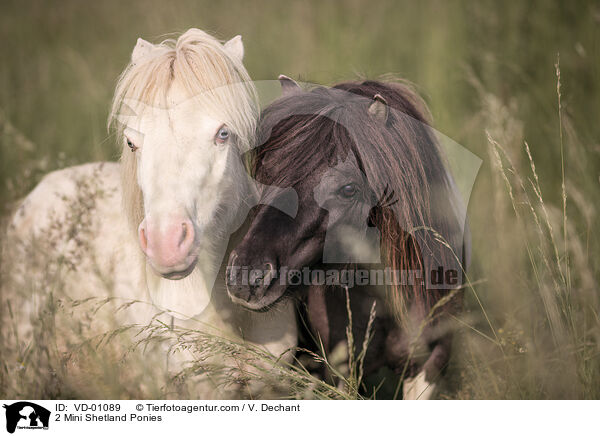 2 Mini Shetlandponies / 2 Mini Shetland Ponies / VD-01089