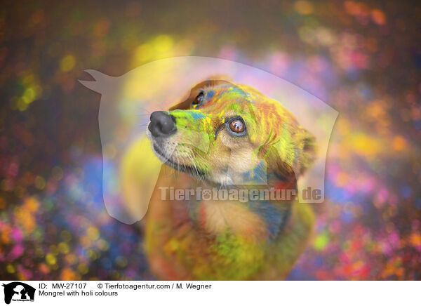 Mongrel with holi colours / MW-27107
