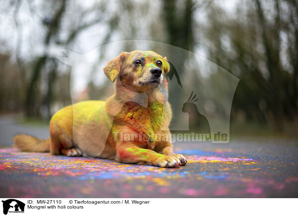 Mongrel with holi colours / MW-27110