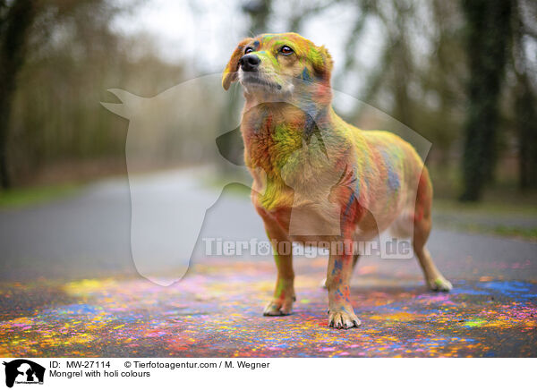 Mongrel with holi colours / MW-27114