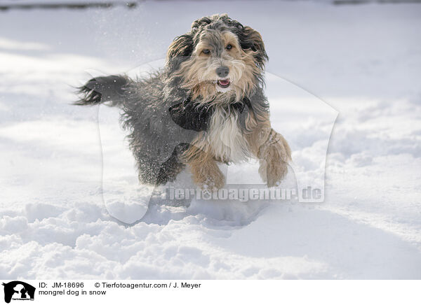 mongrel dog in snow / JM-18696