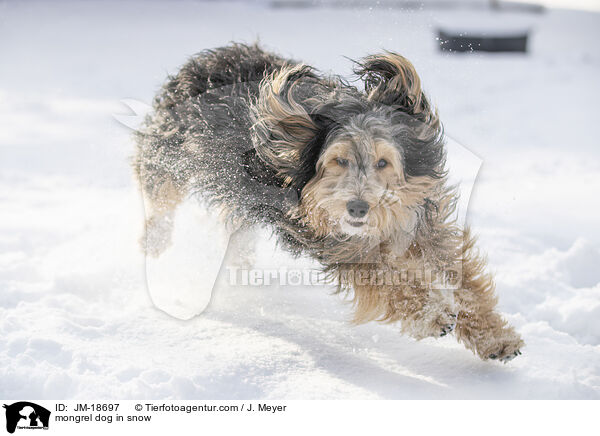 mongrel dog in snow / JM-18697