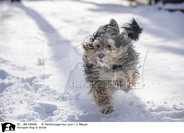 mongrel dog in snow / JM-18698