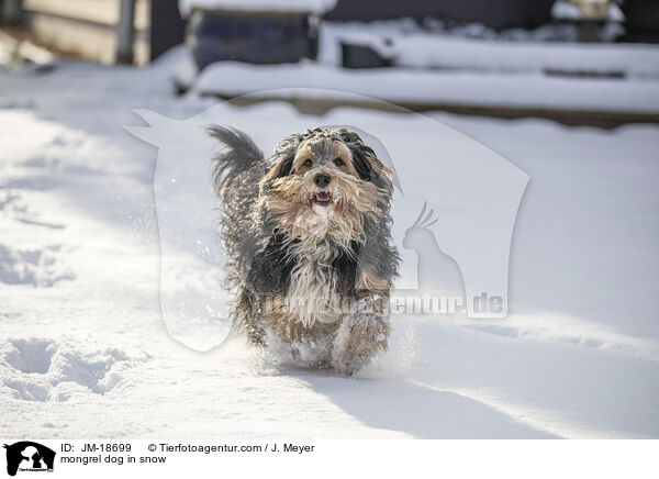 mongrel dog in snow / JM-18699