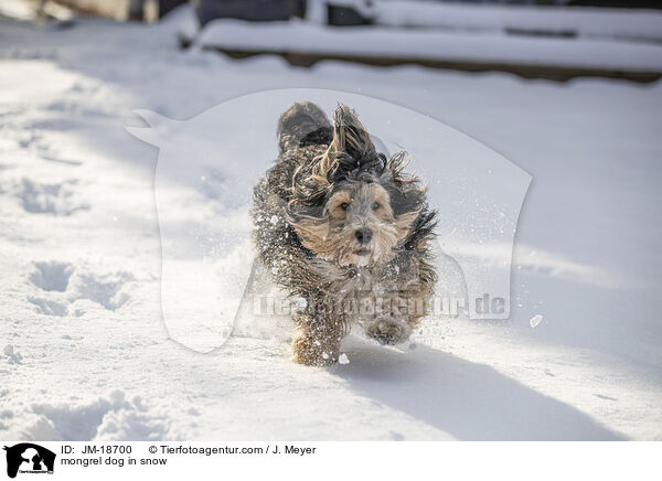 mongrel dog in snow / JM-18700