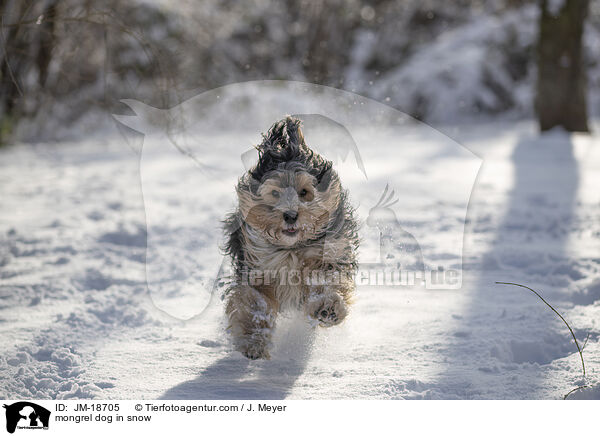 mongrel dog in snow / JM-18705
