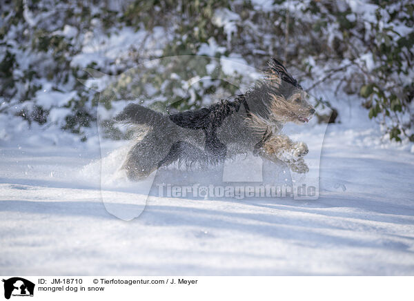 mongrel dog in snow / JM-18710