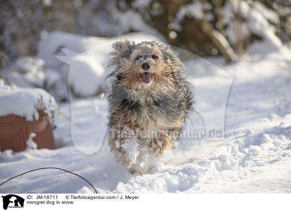 mongrel dog in snow / JM-18711
