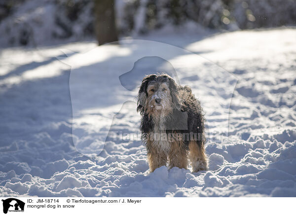 mongrel dog in snow / JM-18714
