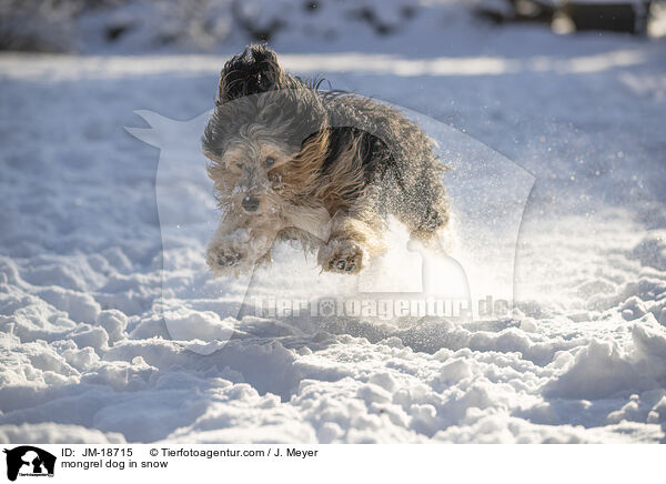 mongrel dog in snow / JM-18715