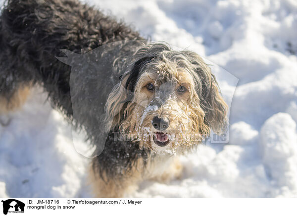 mongrel dog in snow / JM-18716