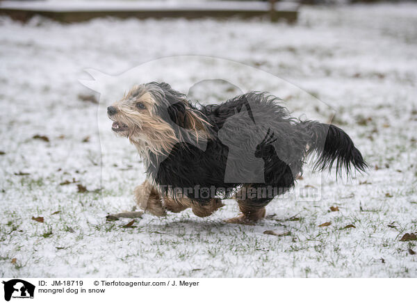 mongrel dog in snow / JM-18719