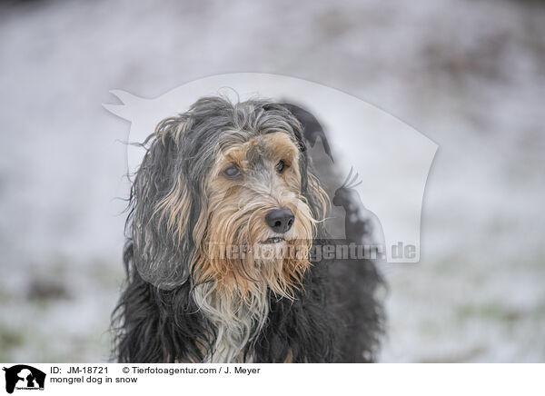 mongrel dog in snow / JM-18721