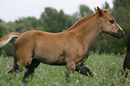 Black-Forest-Horse-Haflinger crossbreed