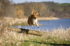 dog jumps over tree trunk