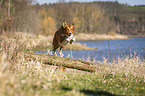 dog jumps over tree trunk