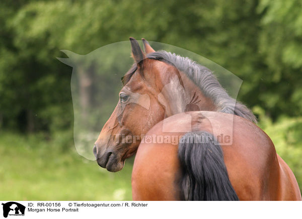 Morgan Horse Portrait / RR-00156