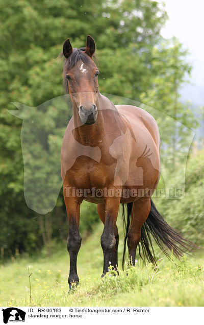 standing morgan horse / RR-00163