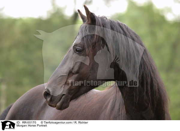 Morgan Horse Portrait / RR-00170