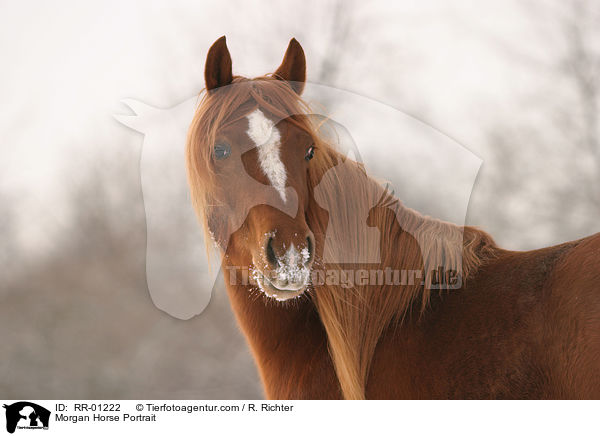 Morgan Horse Portrait / Morgan Horse Portrait / RR-01222