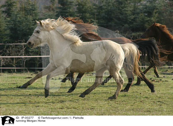 running Morgan Horse / IP-00277