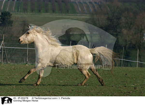 running Morgan Horse / IP-00278