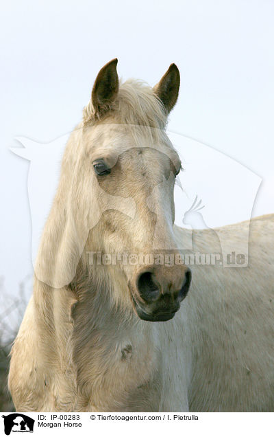 Morgan Horse / IP-00283