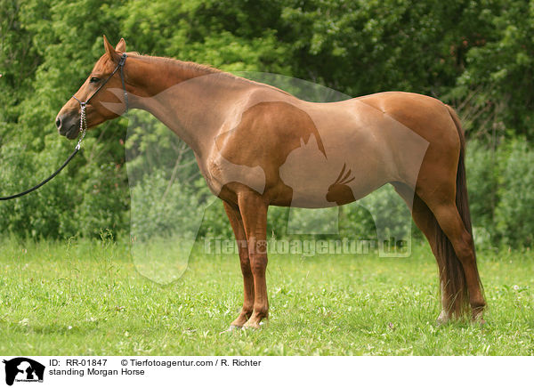 standing Morgan Horse / RR-01847