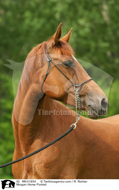 Morgan Horse Portrait / Morgan Horse Portrait / RR-01854