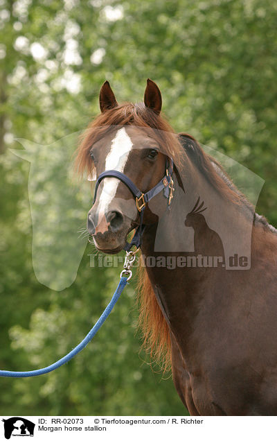 Morgan horse stallion / RR-02073