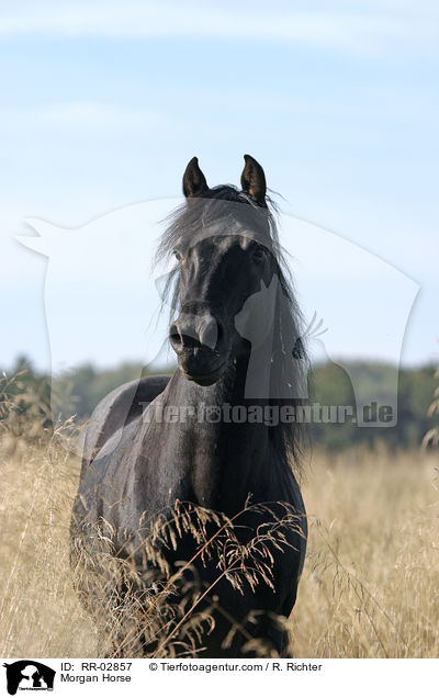 Morgan Horse / RR-02857