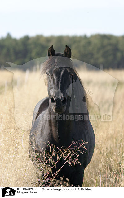 Morgan Horse / RR-02858