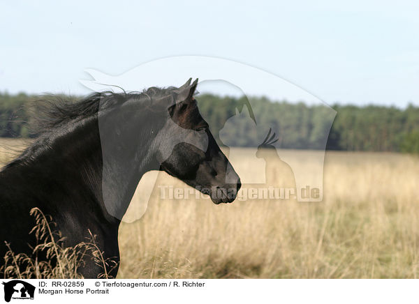 Morgan Horse Portrait / RR-02859