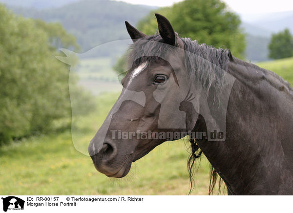 Morgan Horse Portrait / RR-00157