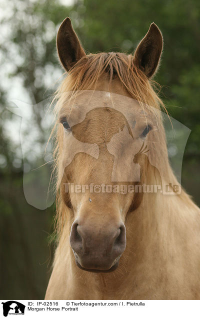 Morgan Horse Portrait / IP-02516