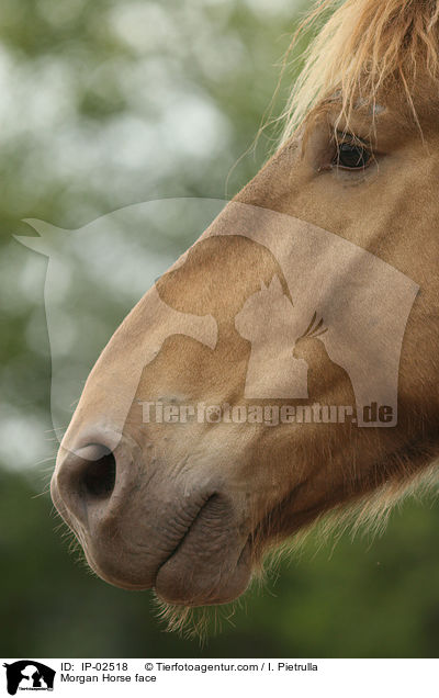 Morgan Horse face / IP-02518